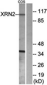 XRN2 Antibody