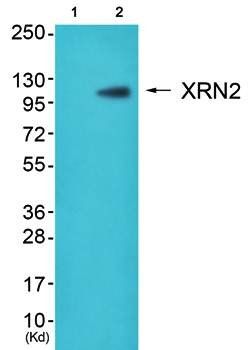 XRN2 antibody