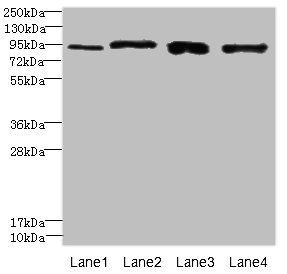 XRRA1 antibody