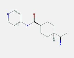 Y-27632 2HCL