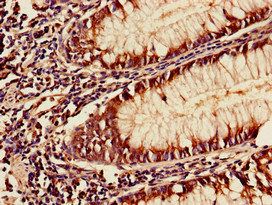 YAF2 Antibody