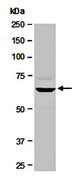 YAP1 (N) Antibody, Rabbit Polyclonal
