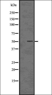 YB1 Antibody