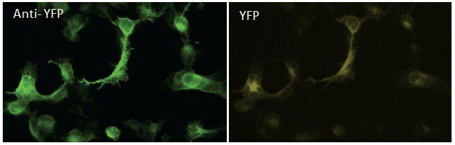 YFP antibody