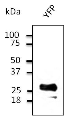 YFP antibody