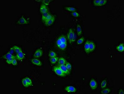 YIF1B Antibody