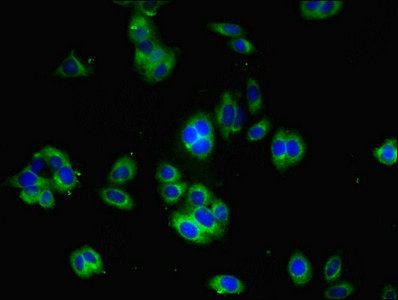 YIF1B antibody