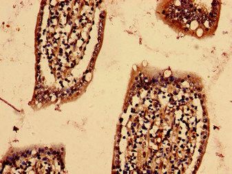 YIF1B Antibody