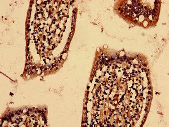 YIF1B antibody