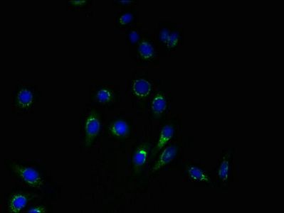 YIPF4 Antibody