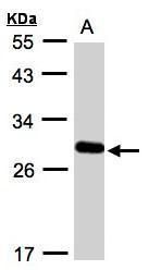 YIPF4 antibody