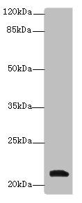 YKT6 Antibody