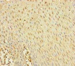 YME1L1 Antibody
