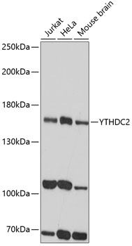 YTHDC2 antibody