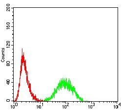 YWHAB Antibody