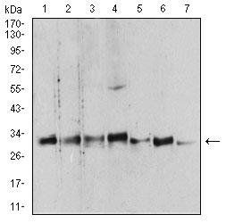 YWHAB Antibody