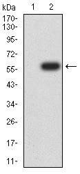 YWHAB Antibody