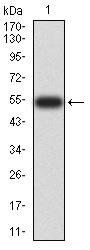 YWHAB Antibody