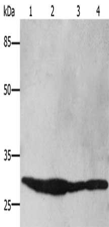 YWHAB Antibody