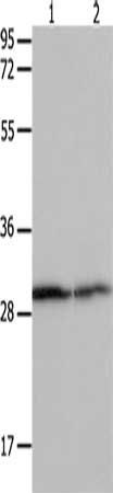 YWHAB Antibody