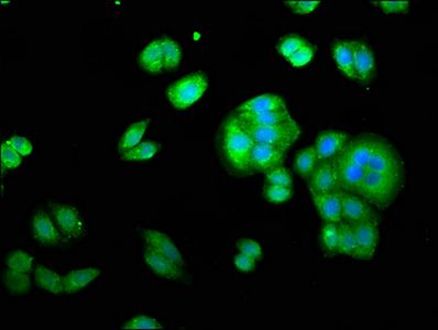 YWHAE Antibody