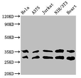 YWHAE Antibody