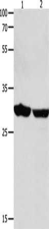 YWHAE Antibody