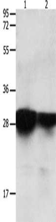 YWHAE Antibody