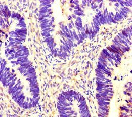YWHAG Antibody