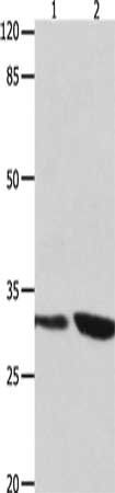 YWHAG Antibody