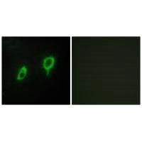 YWHAG Antibody