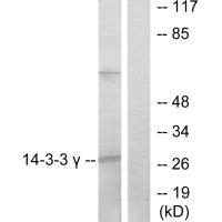 YWHAG antibody