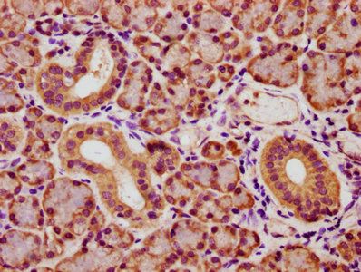 YWHAQ Antibody