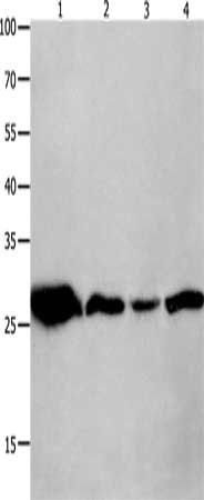 YWHAQ antibody