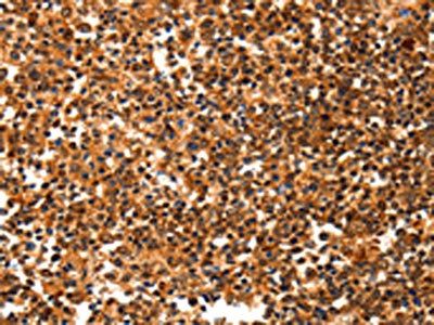 YWHAQ Antibody