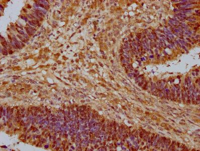 YWHAZ Antibody
