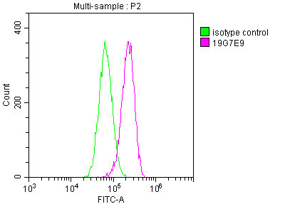 YWHAZ Monoclonal Antibody