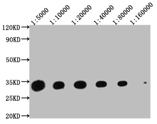 YWHAZ Monoclonal Antibody