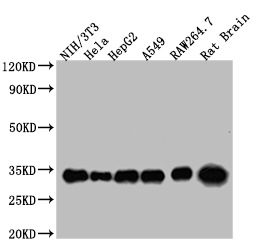 YWHAZ Monoclonal Antibody