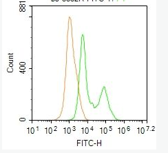 Phospho-PI3 kinase p85 alpha + gamma (Tyr467 + Tyr199) antibody