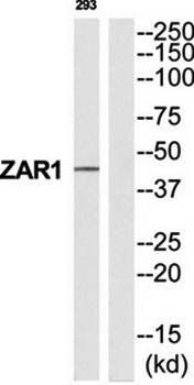 ZAR1 Antibody