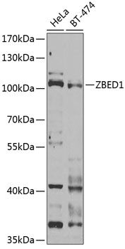ZBED1 antibody