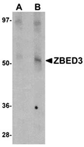 ZBED3 Antibody