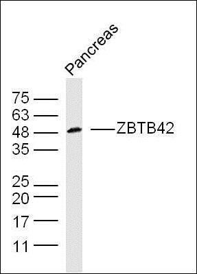 ZBTB42 antibody