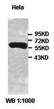 ZBTB42 Rabbit Polyclonal Antibody