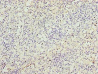 ZBTB48 Antibody