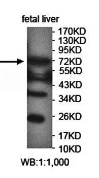 ZBTB49 antibody