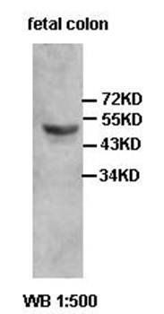 ZC3H10 Rabbit Polyclonal Antibody
