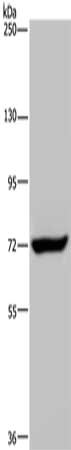 ZC3H12A antibody