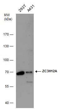 ZC3H12A antibody